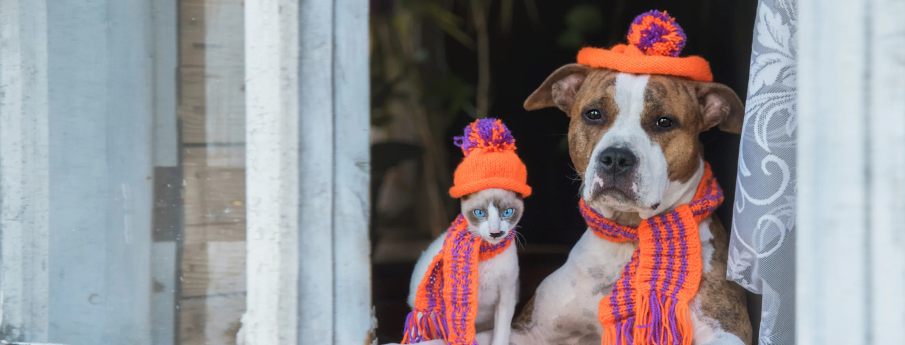 Cat and dog wearing colorful scarves and beanies